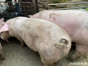 Vand porci - imagine 2