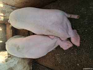 porc de vinzare marele ald 150 kg 13 lei kg
