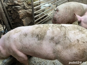 Vand porci - imagine 3