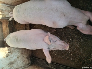 porc de vinzare marele ald 150 kg 13 lei kg - imagine 2