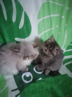 De vânzare puiuți de pisică persan exotic