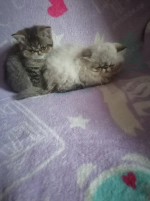 De vânzare puiuți de pisică persan exotic - imagine 5