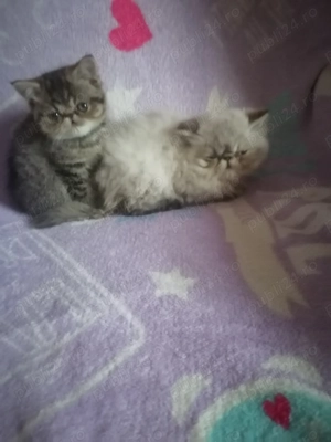 De vânzare puiuți de pisică persan exotic - imagine 2