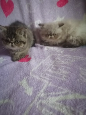 De vânzare puiuți de pisică persan exotic - imagine 3