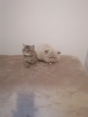 De vânzare puiuți de pisică persan exotic - imagine 7