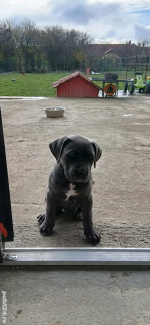 Cane Corso 