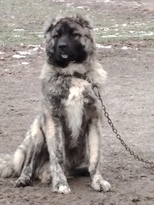 Mascul Ciobanesc caucazian  - imagine 2