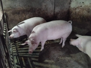 Vand porci Cluj-Suceagu