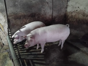 Vand porci Cluj-Suceagu - imagine 2