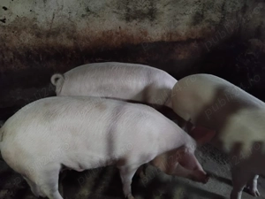 Vand porci Cluj-Suceagu - imagine 4