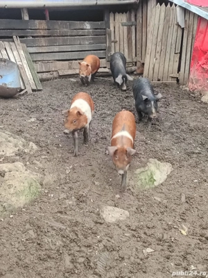 vand porci - imagine 5