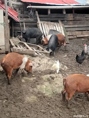 vand porci - imagine 4