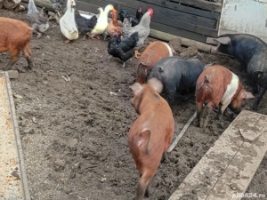 vand porci - imagine 3