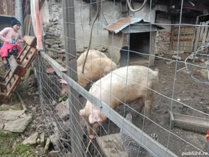 vand porci - imagine 2