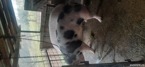 Porci de vânzare  - imagine 2