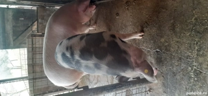 Porci de vânzare 