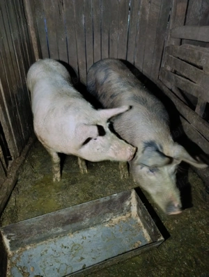 Porci de vanzarepentru sacrificat - imagine 2