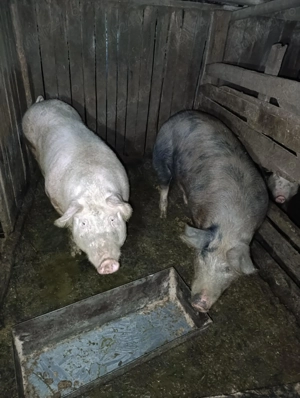 Porci de vanzarepentru sacrificat - imagine 3