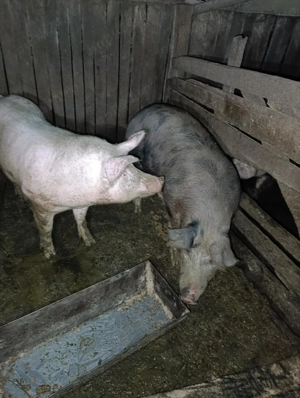 Porci de vanzarepentru sacrificat - imagine 4