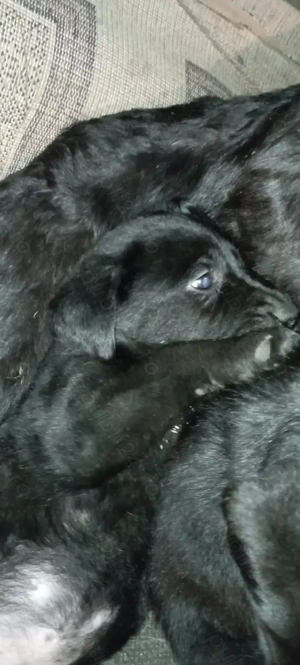 Pui Labrador Retriever - imagine 5