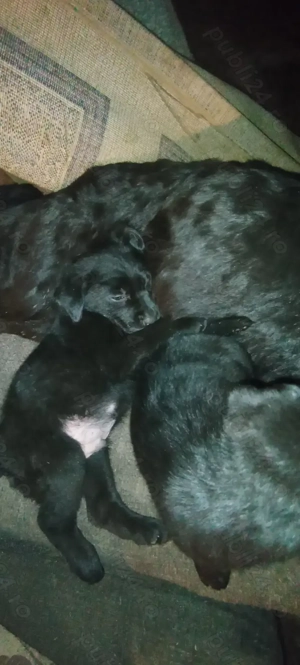 Pui Labrador Retriever - imagine 4