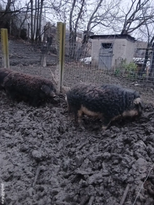 porci mangalita - imagine 2