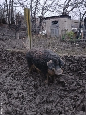 porci mangalita - imagine 3