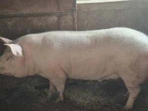 Porci de vânzare 