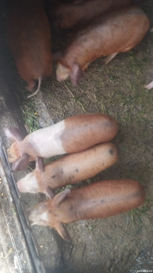 purcei și șoldani  - imagine 3