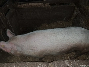 Vand doua grasune - imagine 2