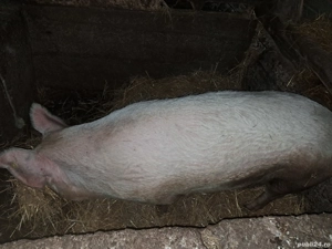 Vand doua grasune - imagine 4