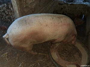 Vand doua grasune - imagine 3