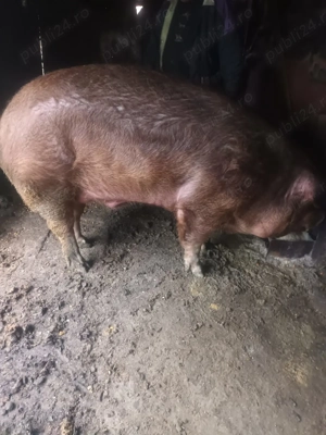 Vând porci  - imagine 2