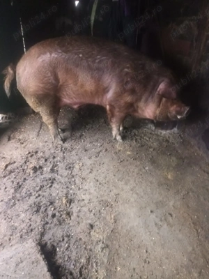 Vând porci  - imagine 3