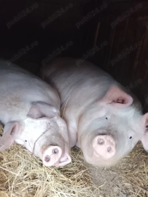 Vindem două grăsune preț 13 lei kilogramul telefon   - imagine 2