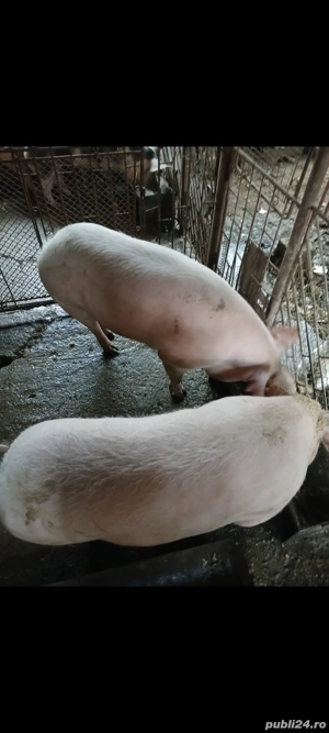 vand porci pt sacrificat