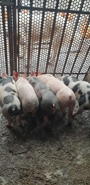 Purceii 8 saptamani - imagine 2