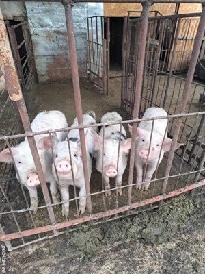 Vând porc si purcei - imagine 2