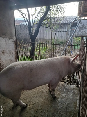 Vând porc si purcei