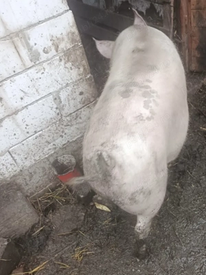 Vând porci marele alb