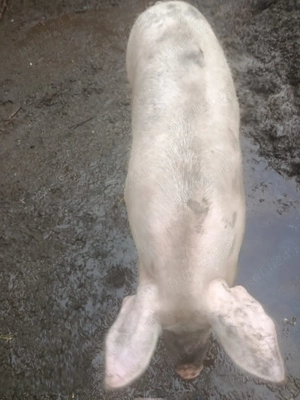 Vând porci marele alb - imagine 3