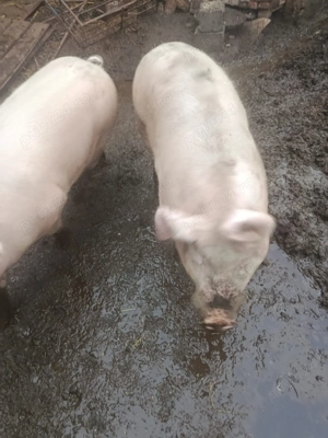 Vând porci marele alb - imagine 2