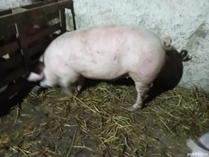 purcei si porc - imagine 2