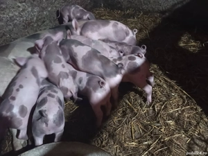 purcei si porc - imagine 3