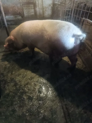 Vând porci - imagine 2