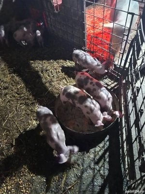 purcei si porc - imagine 4