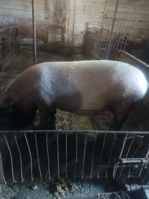 Vând porci - imagine 3