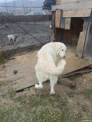 mascul de vanzare - imagine 2