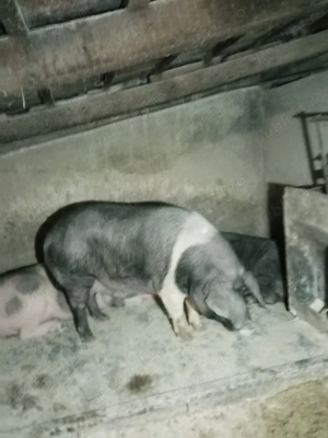 Vand scrofita bazna - imagine 2