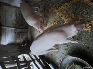 vand porc - imagine 2